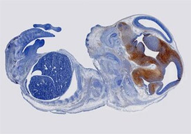 CSPG5 Antibody in Immunohistochemistry (Frozen) (IHC (F))