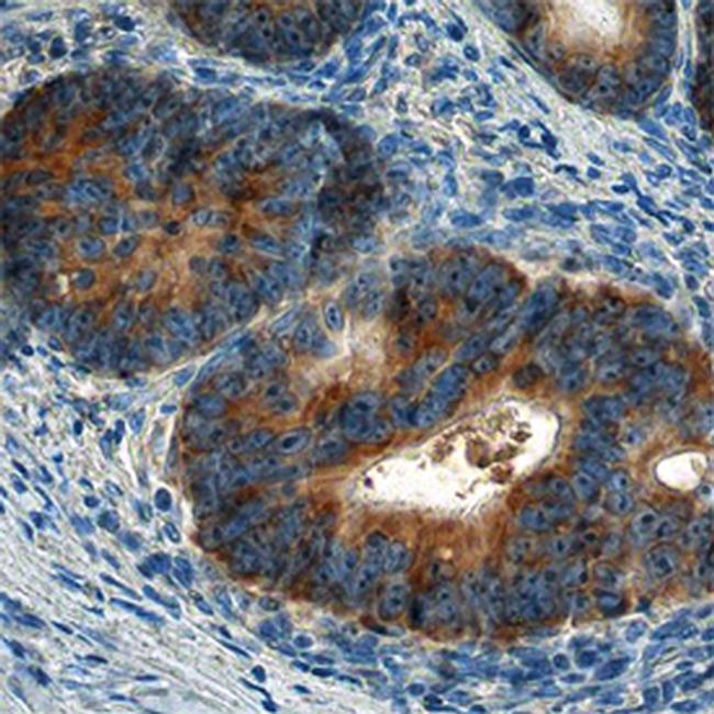 AIF Antibody in Immunohistochemistry (Paraffin) (IHC (P))