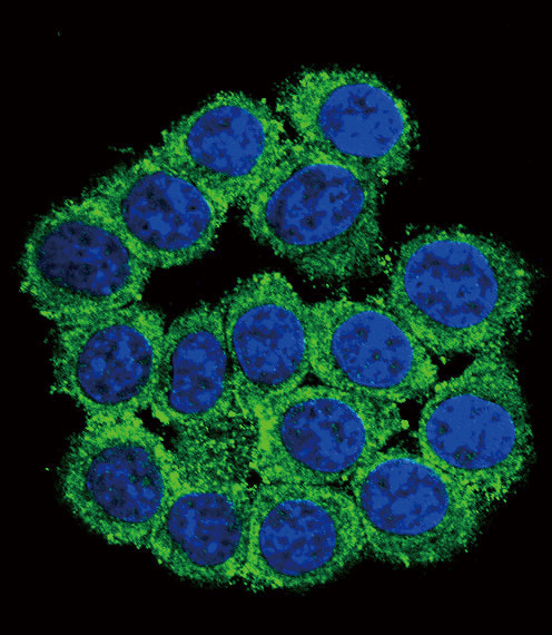 CUZD1 Antibody in Immunocytochemistry (ICC/IF)