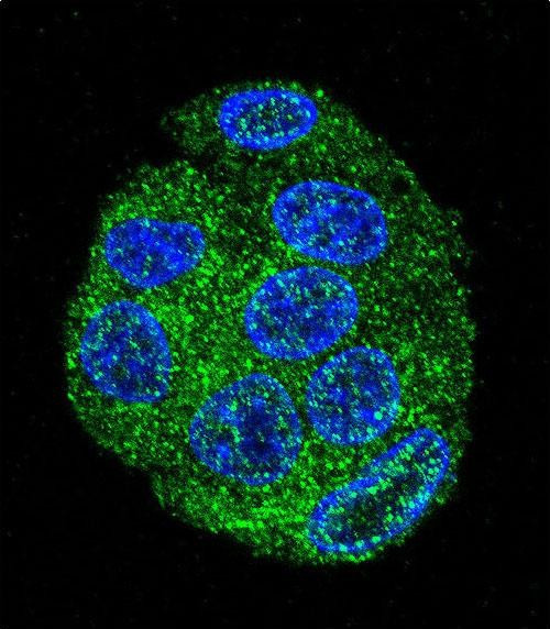 UBD Antibody in Immunocytochemistry (ICC/IF)