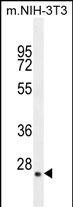 GFER Antibody in Western Blot (WB)