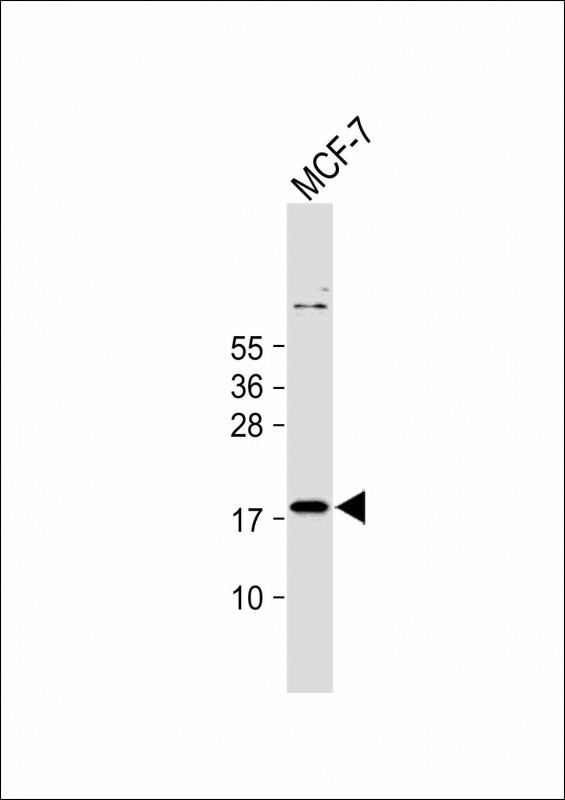 IEX-1 Antibody in Western Blot (WB)