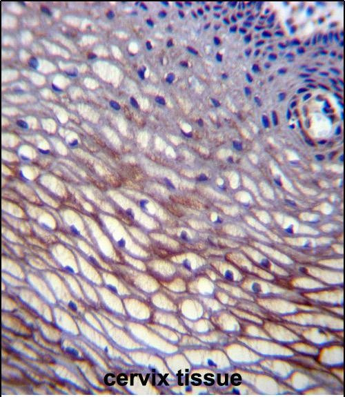 SKA2 Antibody in Immunohistochemistry (Paraffin) (IHC (P))