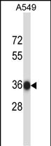 NAPB Antibody in Western Blot (WB)