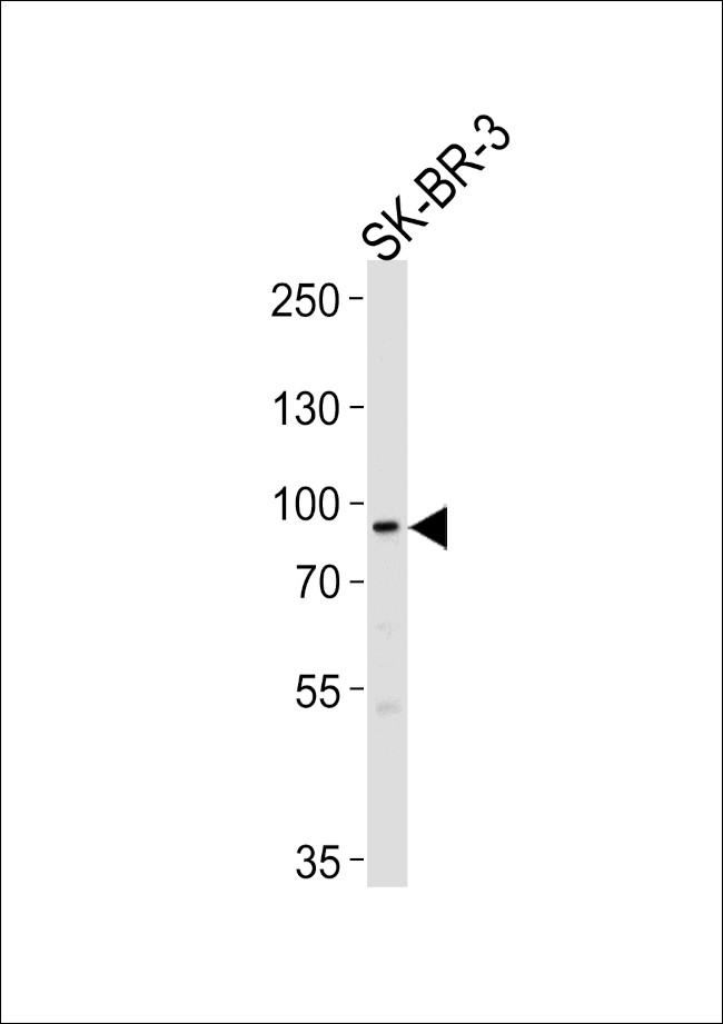 MTIF2 Antibody in Western Blot (WB)