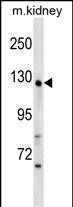 WDR64 Antibody in Western Blot (WB)