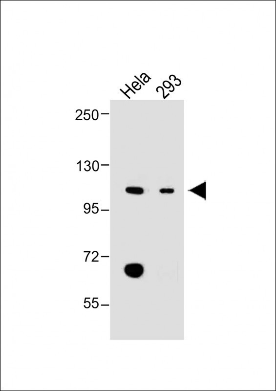 LONP1 Antibody in Western Blot (WB)