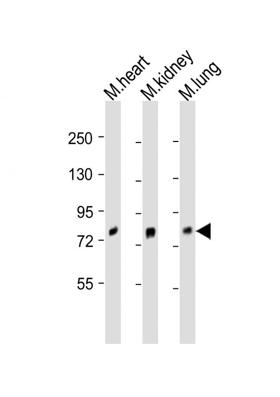 BRD7 Antibody in Western Blot (WB)