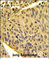 EPB41L4B Antibody in Immunohistochemistry (Paraffin) (IHC (P))