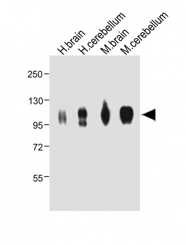 MAG Antibody in Western Blot (WB)