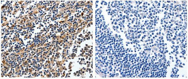 NFKBID Antibody in Immunohistochemistry (Paraffin) (IHC (P))