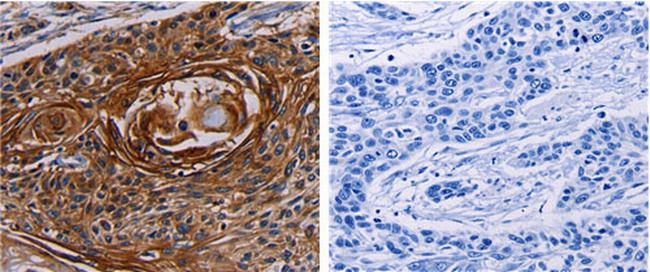 KGF Antibody in Immunohistochemistry (Paraffin) (IHC (P))