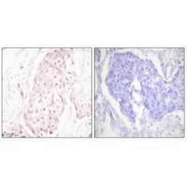 SENP8 Antibody in Immunohistochemistry (Paraffin) (IHC (P))