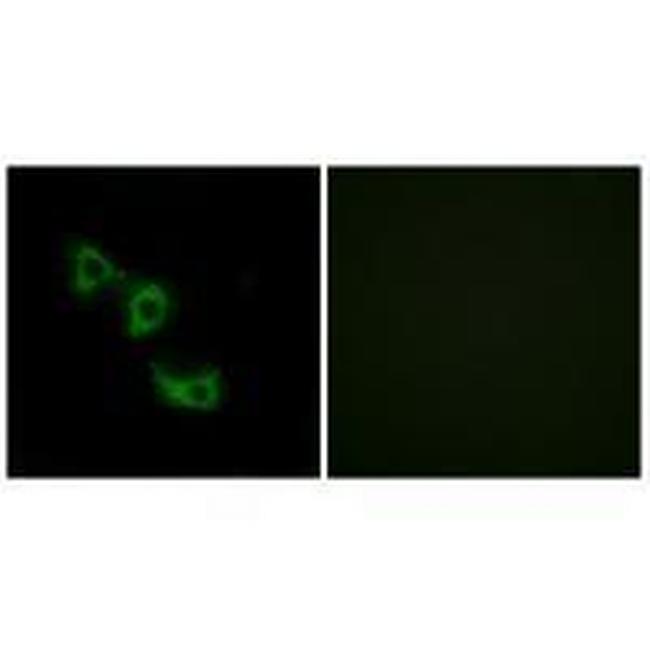 MRPL44 Antibody in Immunocytochemistry (ICC/IF)