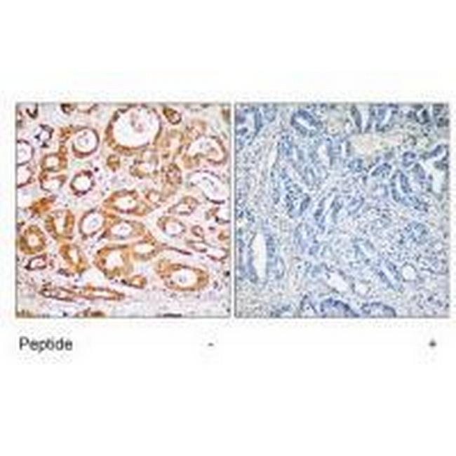 RPS19 Antibody in Immunohistochemistry (Paraffin) (IHC (P))