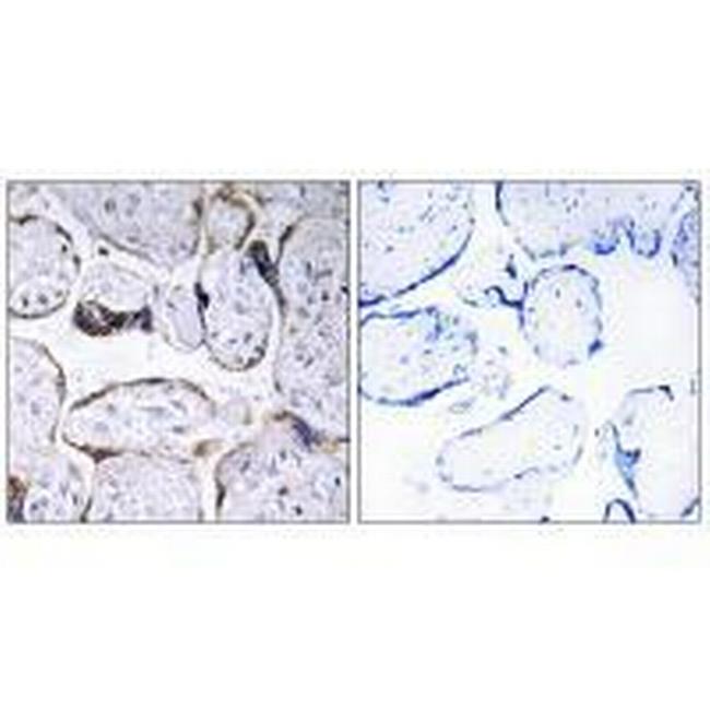 ELOVL3 Antibody in Immunohistochemistry (Paraffin) (IHC (P))