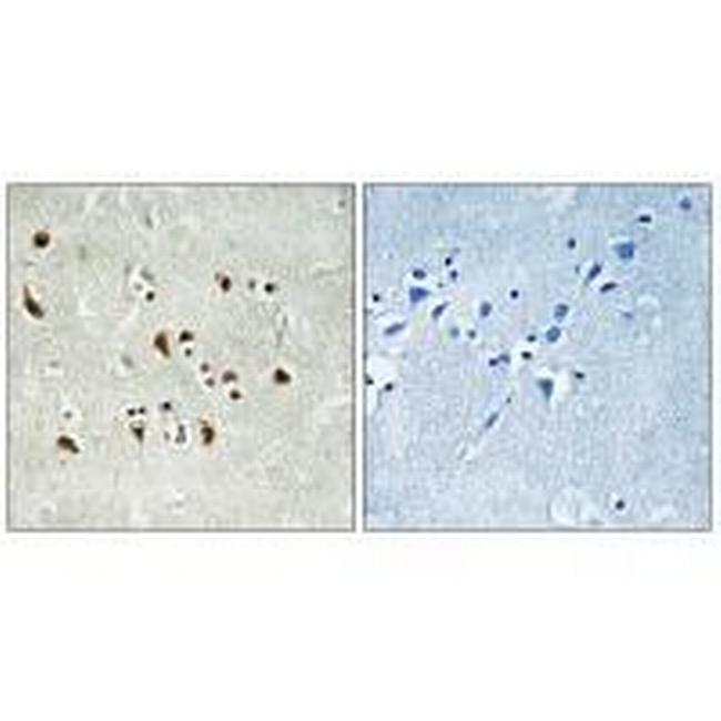 GCP6 Antibody in Immunohistochemistry (Paraffin) (IHC (P))