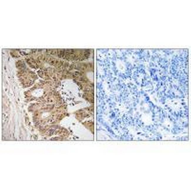 ZC3H8 Antibody in Immunohistochemistry (Paraffin) (IHC (P))