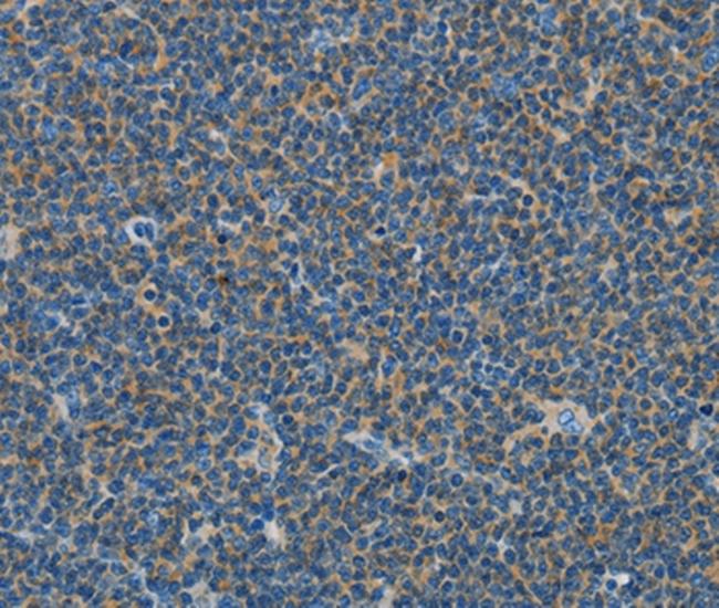 COX7B2 Antibody in Immunohistochemistry (Paraffin) (IHC (P))