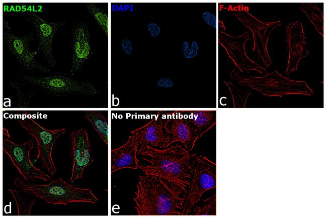 RAD54L2 Antibody in Immunocytochemistry (ICC/IF)