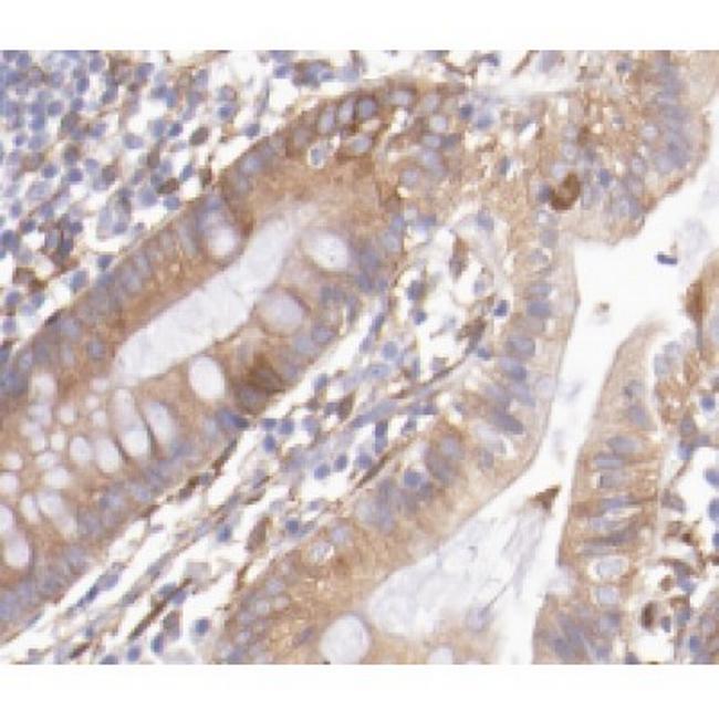 REG3G Antibody in Immunohistochemistry (Paraffin) (IHC (P))