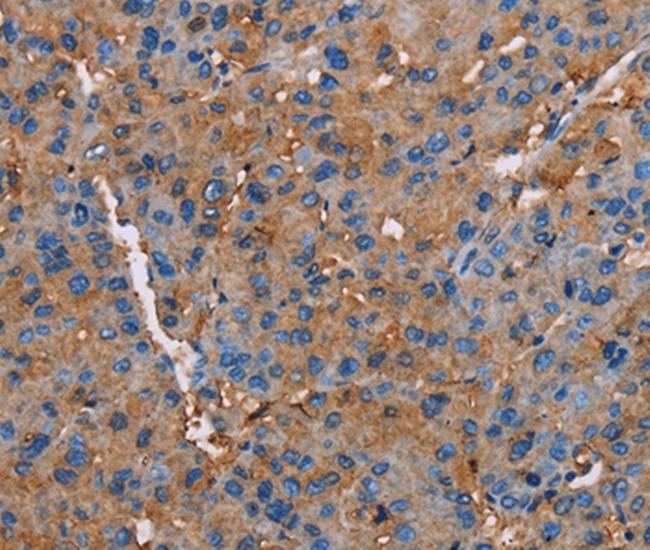 Neuroligin 1 Antibody in Immunohistochemistry (Paraffin) (IHC (P))