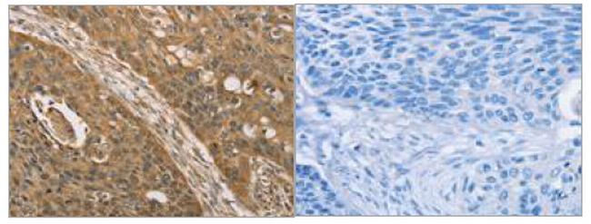 KDM5A Antibody in Immunohistochemistry (Paraffin) (IHC (P))