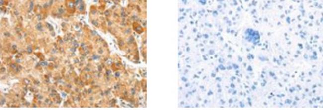 SLC8B1 Antibody in Immunohistochemistry (Paraffin) (IHC (P))