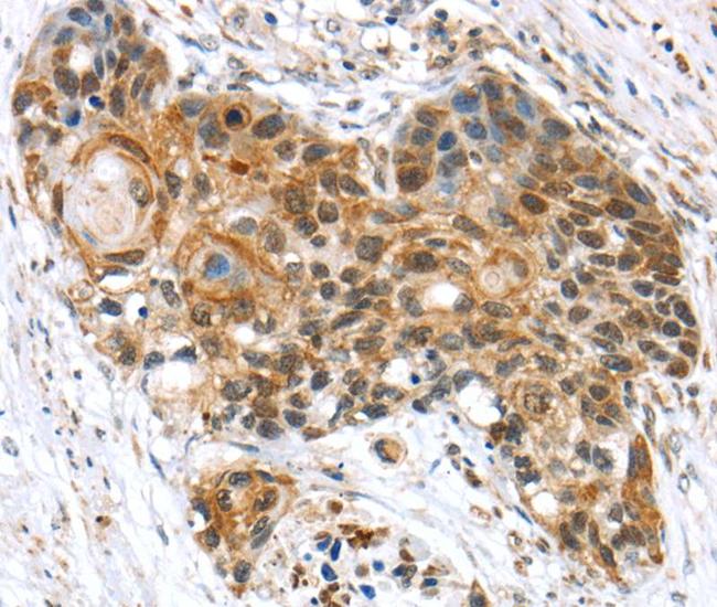 ELOA Antibody in Immunohistochemistry (Paraffin) (IHC (P))