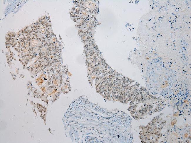 UTS2B Antibody in Immunohistochemistry (Paraffin) (IHC (P))