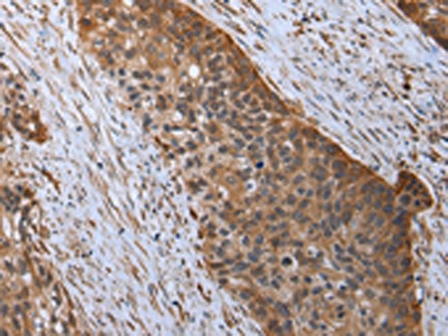 RARS Antibody in Immunohistochemistry (Paraffin) (IHC (P))