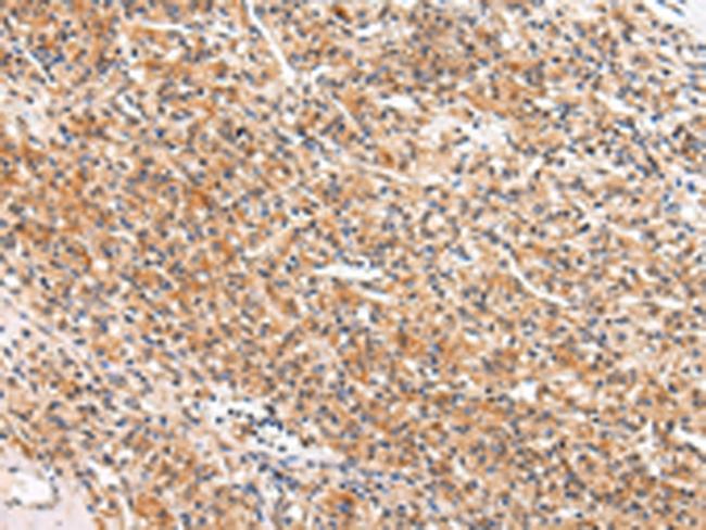 Apelin Antibody in Immunohistochemistry (Paraffin) (IHC (P))