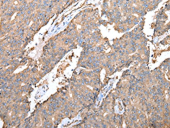 SPINK7 Antibody in Immunohistochemistry (Paraffin) (IHC (P))