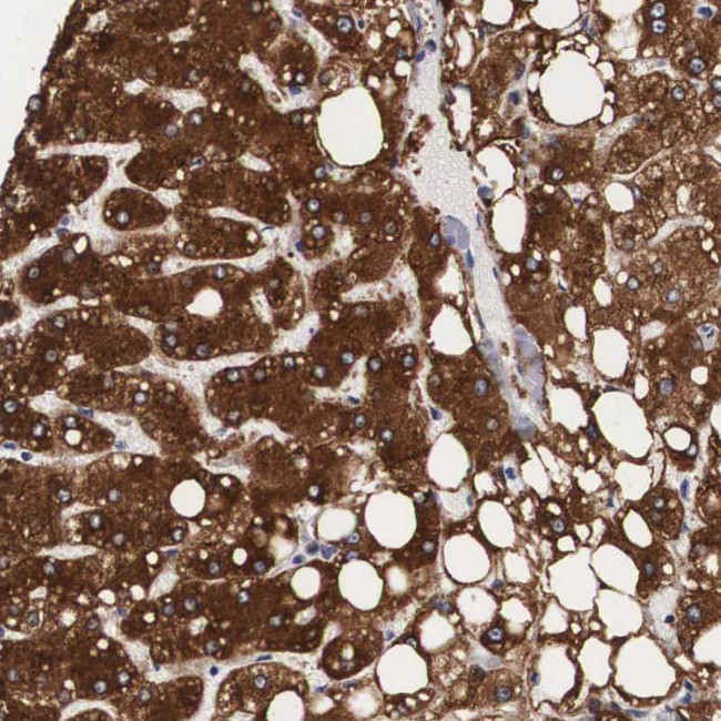 ARMX3 Antibody in Immunohistochemistry (Paraffin) (IHC (P))