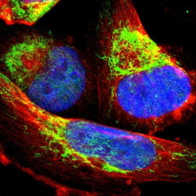 IDH3G Antibody in Immunocytochemistry (ICC/IF)