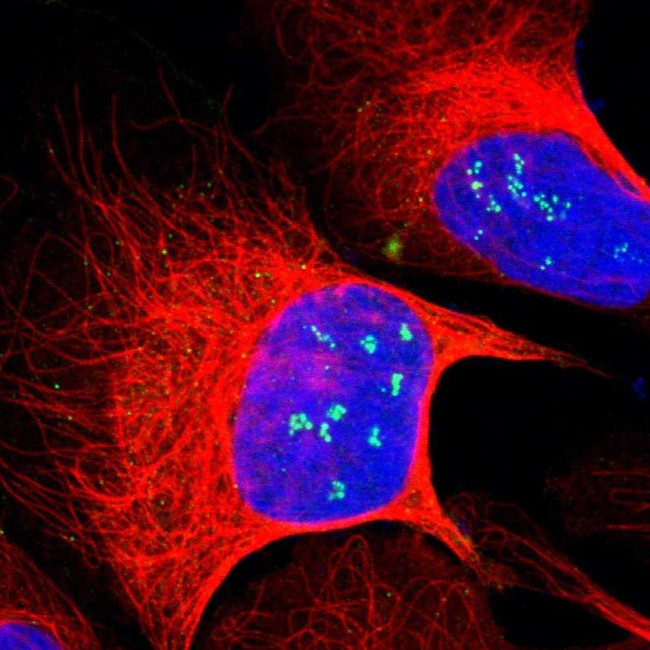 ZNF275 Antibody in Immunocytochemistry (ICC/IF)