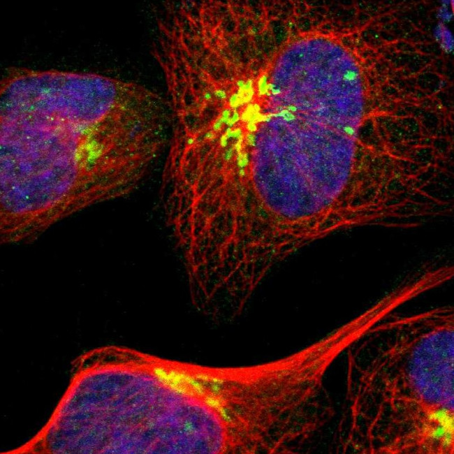 GOLGA5 Antibody in Immunocytochemistry (ICC/IF)