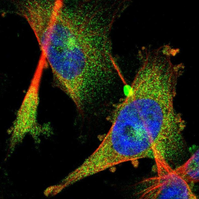 FHL1 Antibody in Immunocytochemistry (ICC/IF)