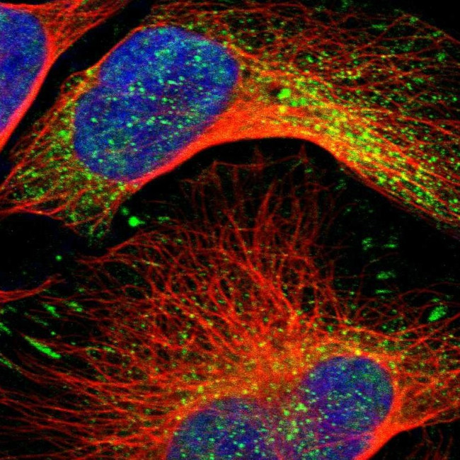 RhoGAP4 Antibody in Immunocytochemistry (ICC/IF)