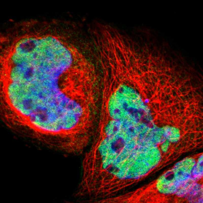 PRPF39 Antibody in Immunocytochemistry (ICC/IF)