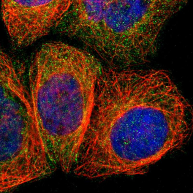 AMOTL1 Antibody in Immunocytochemistry (ICC/IF)