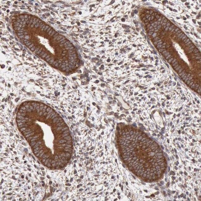 STX17 Antibody in Immunohistochemistry (IHC)