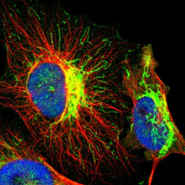 Cytochrome C1 Antibody in Immunocytochemistry (ICC/IF)