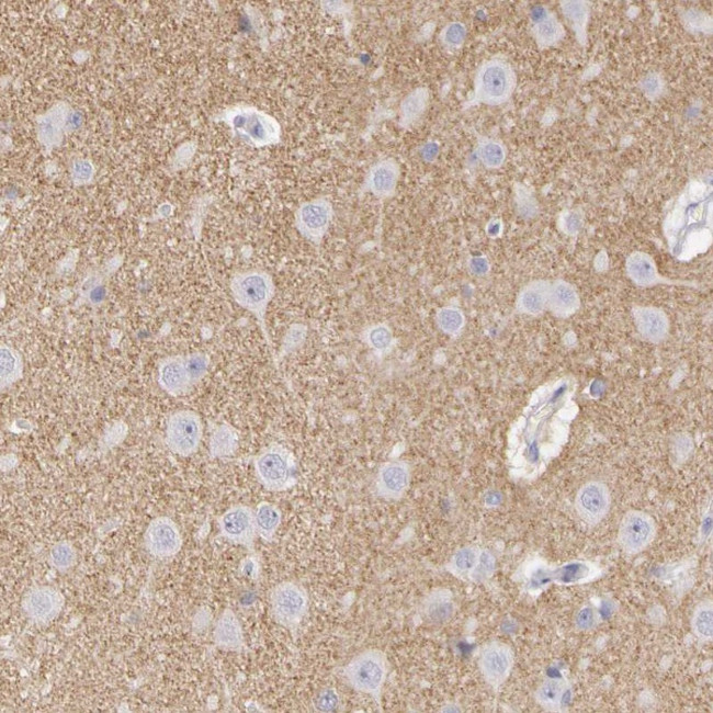 Contactin 2 Antibody in Immunohistochemistry (Paraffin) (IHC (P))