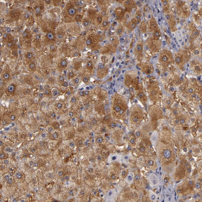 ZNF229 Antibody in Immunohistochemistry (Paraffin) (IHC (P))