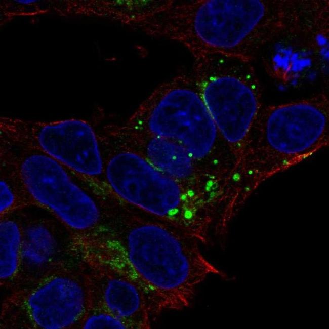 Fetuin A Antibody in Immunocytochemistry (ICC/IF)