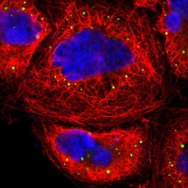 eIF4ENIF1 Antibody in Immunocytochemistry (ICC/IF)