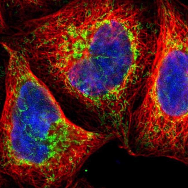 TOP1MT Antibody in Immunocytochemistry (ICC/IF)