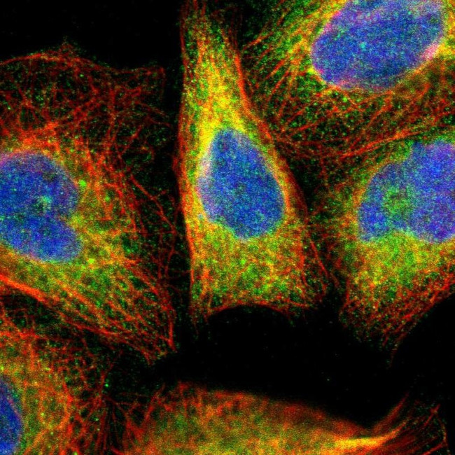 ERLIN2 Antibody in Immunocytochemistry (ICC/IF)