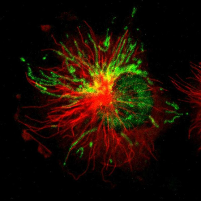 LONP1 Antibody in Immunocytochemistry (ICC/IF)